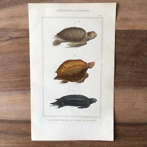 May include: An antique illustration of three different types of sea turtles. The top turtle is brown with a light brown shell. The middle turtle is yellow with a brown shell. The bottom turtle is black with a dark gray shell. The caption reads "CHELONIENS on TORTUES PL 1. LA PRANCEK. 2. LE CARET. 3. LR LUTE"