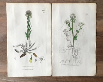 Antike botanische Gravur von 1835, 2er-Set mit Skorbutgras, Skorbutgras, Löffelkraut, minimalistischen botanischen Drucken