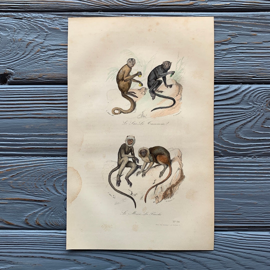 1853 Original Antique Animal Engraving With Marmoset, Monkey Print ...