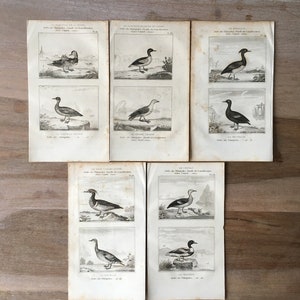 1835 Original Antique Lithographs with birds, Chestnut teal, shelduck, Gadwall illustration, Bird prints set of 5