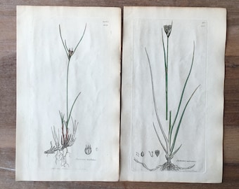 1835 Antike botanische Gravur 2er-Set mit Hochland-Binse, Dreiblättrige Binse, Kastanien-Binse, minimalistische botanische Drucke
