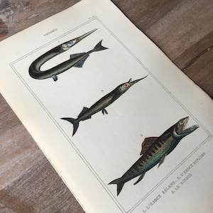 1835 Original antique fish engraving with Variegated lizardfish, freshwater fish, vintage fish print, underwater world
