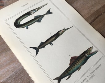 1835 Originale antike Fischgravur mit buntem Eidechsenfisch, Süßwasserfisch, Vintage-Fischdruck, Unterwasserwelt