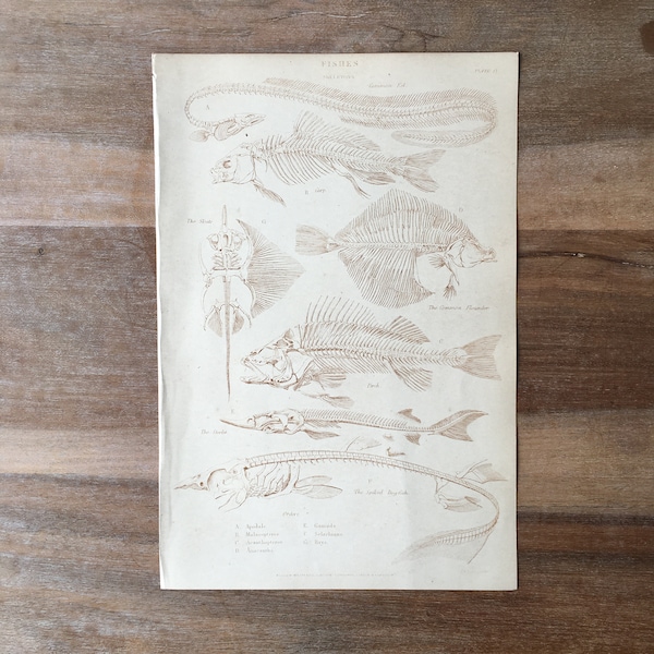 1865 Gravure de poisson antique originale, gravure de poisson antique, impression de squelette de carpe, perche de squelette de flet, sterlet, aiguillat, impression de poisson antique