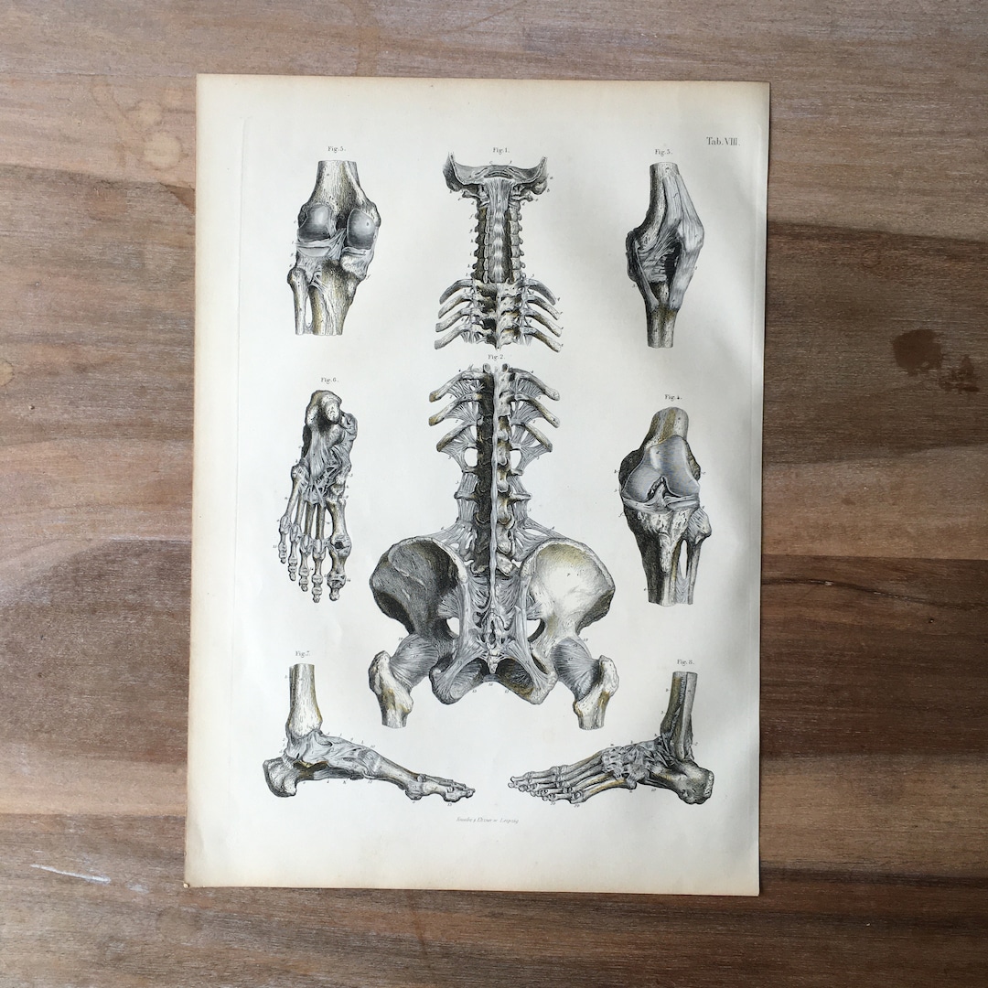 1871 Antique Medical Engraving, Human Bones Print, Spinal Column ...