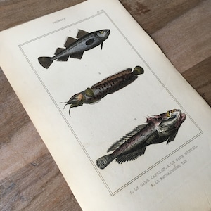 Pode incluir: Uma ilustração vintage de três tipos diferentes de peixes. Os peixes são representados em um estilo realista com marcas e cores detalhadas. A ilustração é impressa em papel creme com uma borda preta.