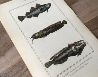 1835 Original antike Fischgravur mit Capelin-Druck, Pacuma-Krötenfisch, Vintage-Fischdruck, Unterwasserwelt