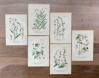 1882 Antikes Botanisches Lithographie-Set von 6 | Vintage Heilpflanzen-Drucke | Minimalistische botanische Illustrationen Wandkunst