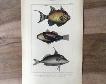 1835 Originale antike Fischgravur mit grauem Drückerfisch, Riff-Drückerfisch-Druck, Vintage-Fischillustration