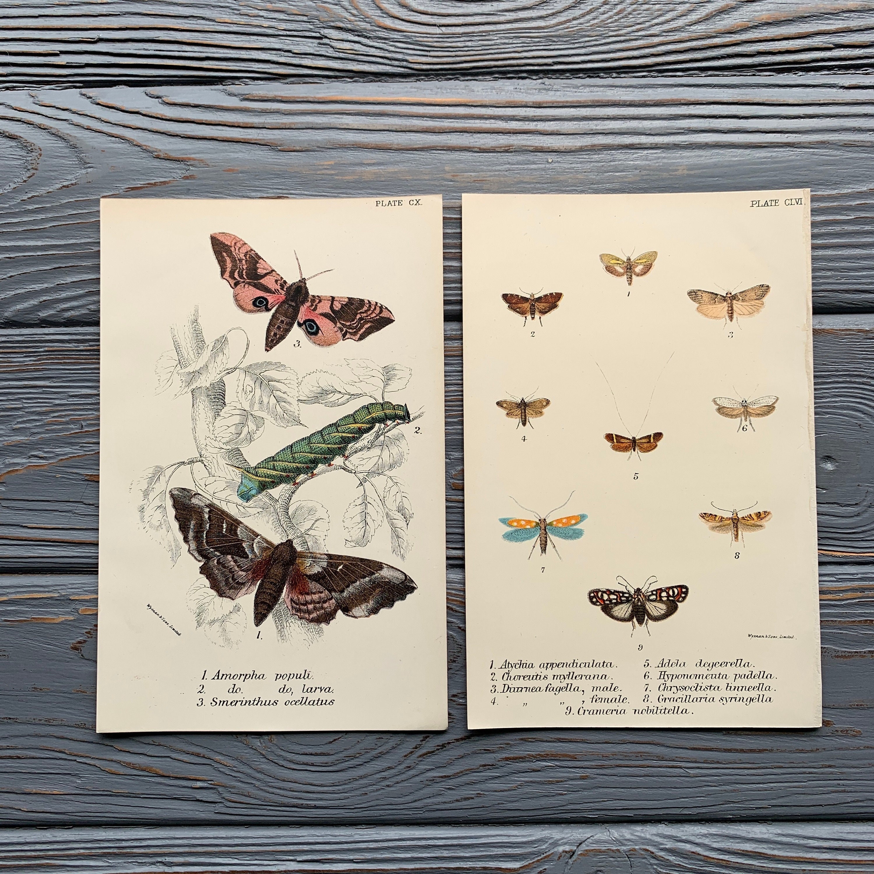 1897 Antique Butterfly Chromolithograph - Set of 2, Insect Print