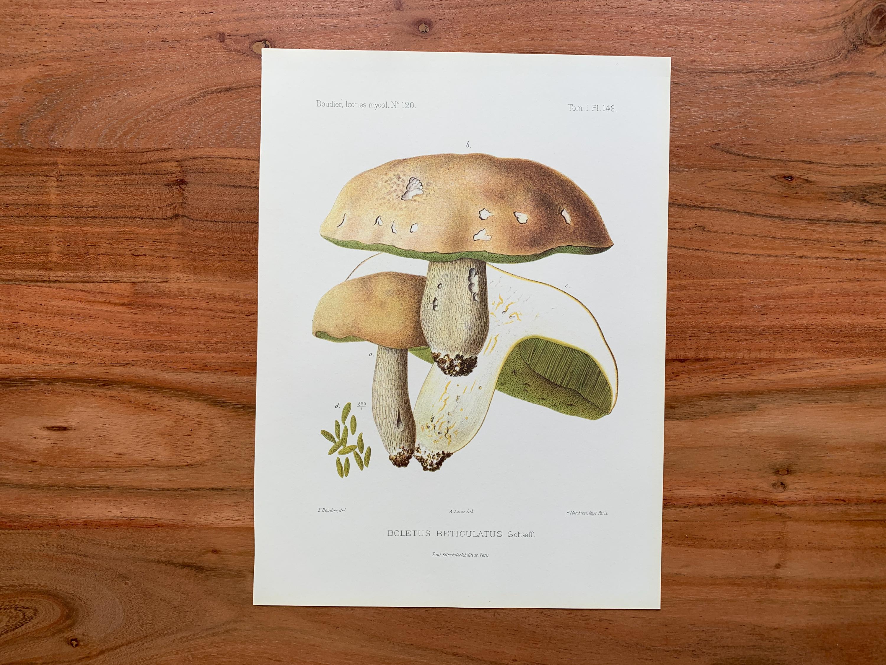 1905 Original Vintage Lithograph With Mushrooms | Summer Cep