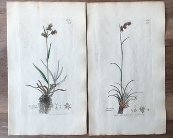 Antike botanische Gravur von 1835, 2er-Set mit Feldholzbinse, Karfreitagsgras, Kehrbesen, Stachelholzbinse und botanischen Drucken