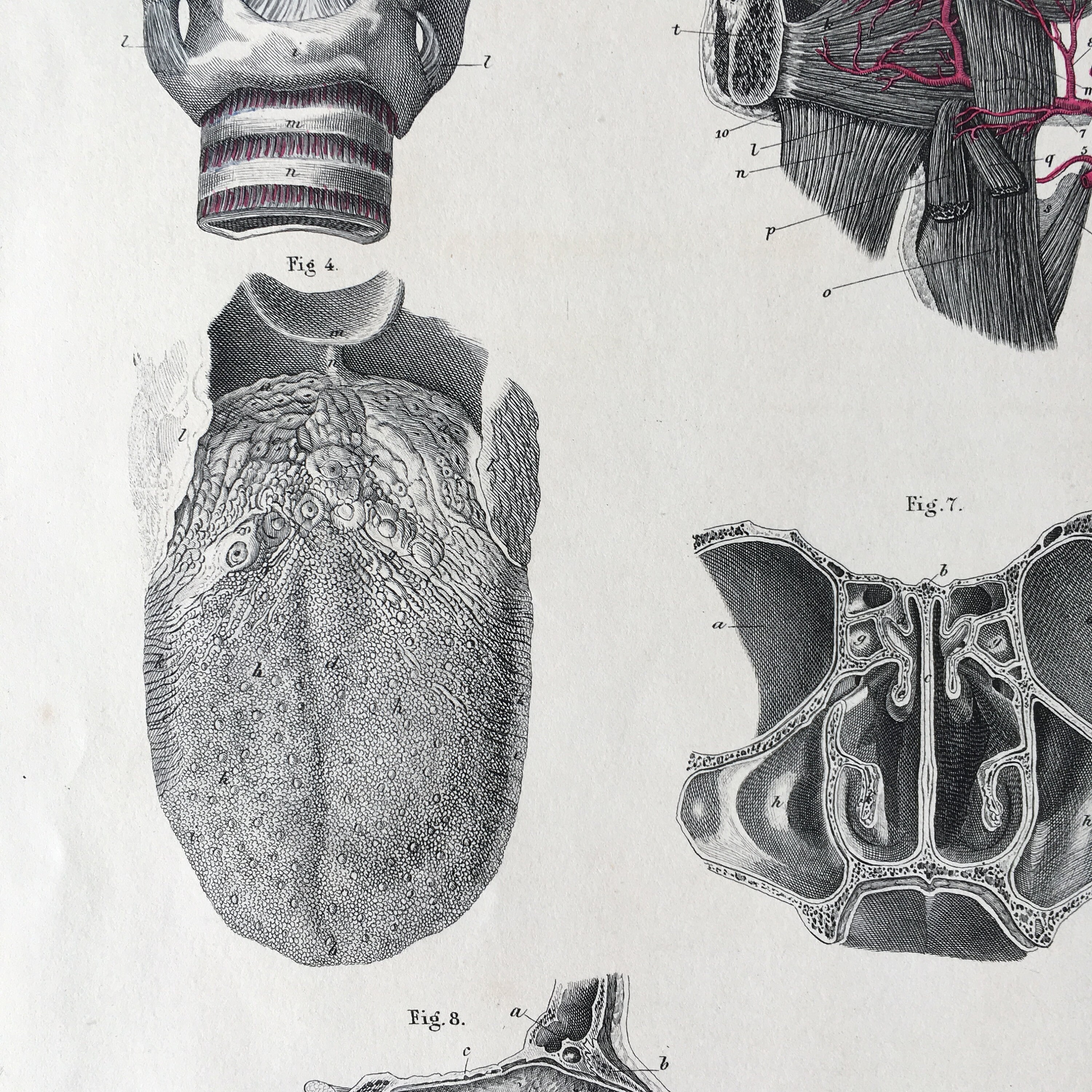 1871 Rare Medical Engraving, Human Head Structure, Olfactory Organs ...
