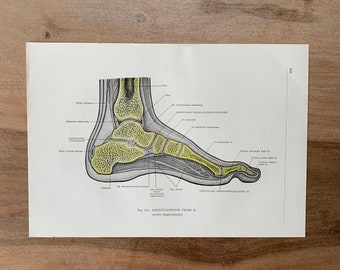 1962 Vintage Medical Print, Joints of the Toes, Leg Bones Print, Syndesmology Print, Joints and Articulations, Human Ligaments Print