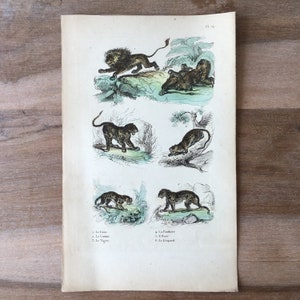 1835 Original Antique engraving, Natural History - wild cats illustration