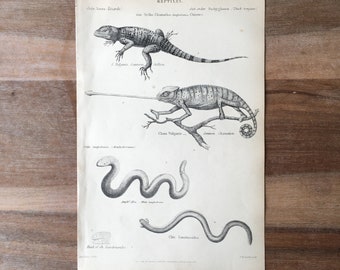 1865 Original antike Reptiliengravur, Stellion-Eidechsendruck, Chamäleondruck, gefleckte Wurmechse, handkolorierte Gravur, antiker Druck