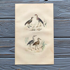 1853 Original Antique bird engraving with screamer, Secretary bird, Heron, Vintage bird illustration, Hand Colored, 6x10 inches