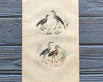 1853 Original Antique bird engraving with screamer, Secretary bird, Heron, Vintage bird illustration, Hand Colored, 6x10 inches