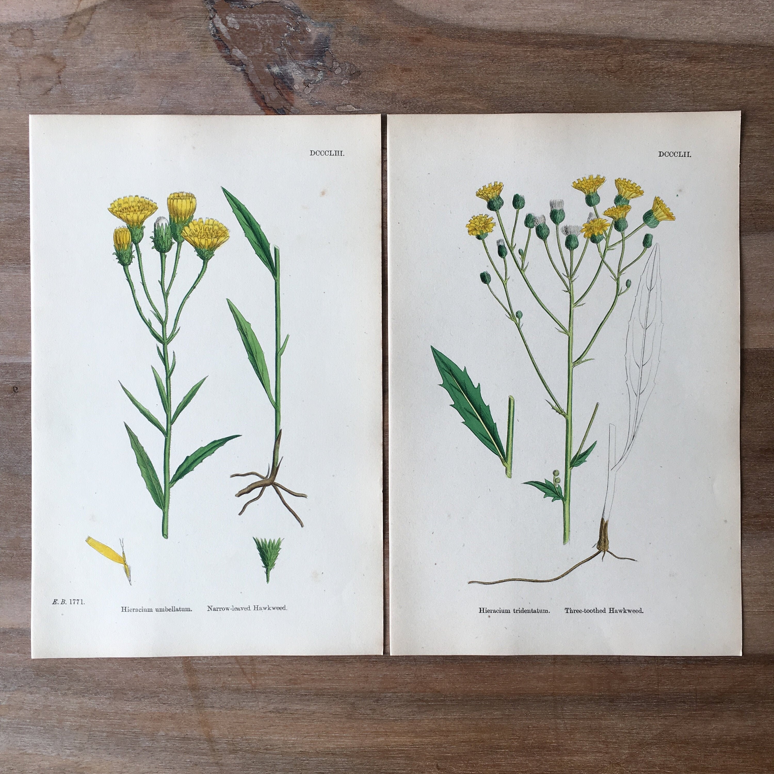 1866 Antieke botanische lithografie set van 2 - veldbloemen print, Handgekleurde oude botanische illustratie
