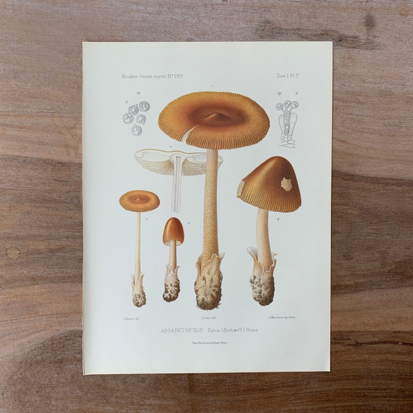 1905 Original Vintage Lithograph with Mushrooms, tawny grisette print, Antique Botanical Illustration, Modern Farmhouse Kitchen Decor