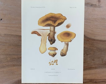 1905 Original Vintage Lithograph with Mushrooms, cortinarius fulgens, Mushroom Wall Art, Modern Farmhouse Kitchen Decor