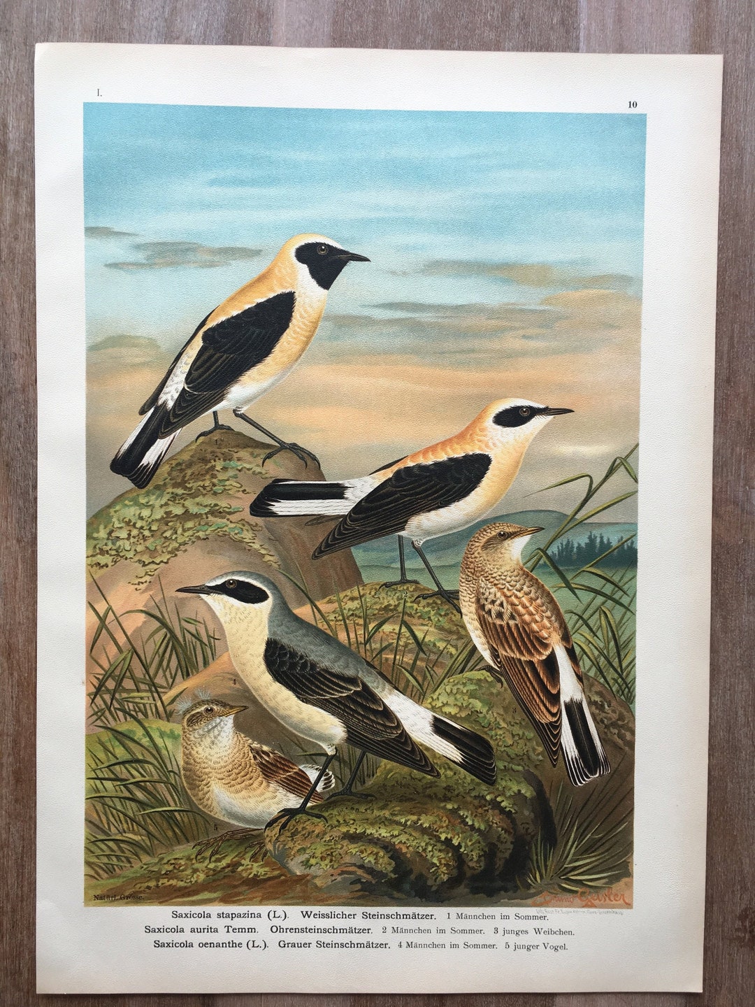 1897 Northern Wheatear Print, Original Antique Large Bird ...