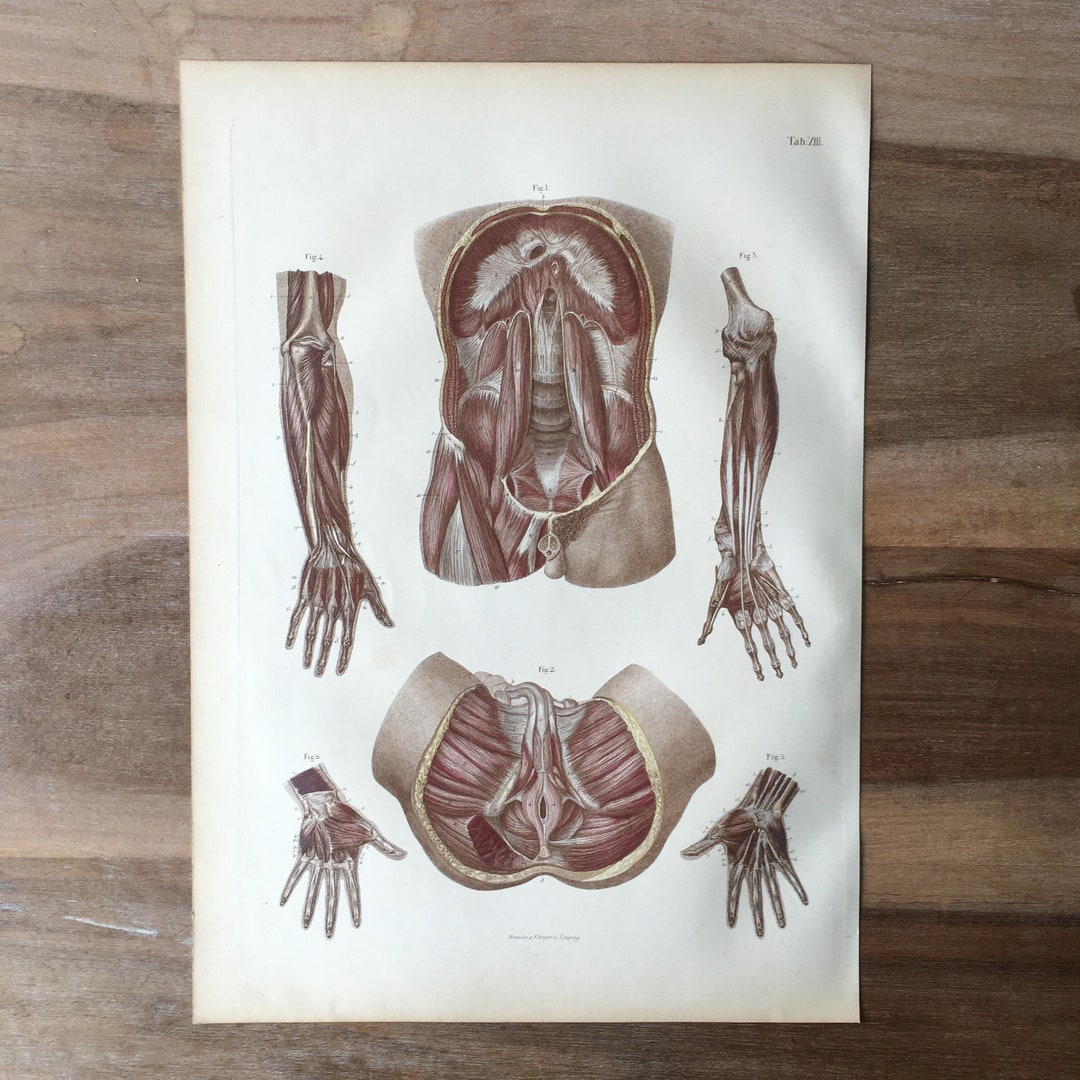 人体解剖図 筋肉 巻物 ヴィンテージ アンティーク 古物 il_1080xN.3393815745_cahf.jpg