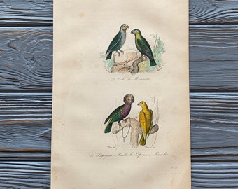 1853 Original Antique bird engraving with Amazon parrot, hawk-headed parrot, Vintage bird illustration, Hand Colored, 6x10 inches