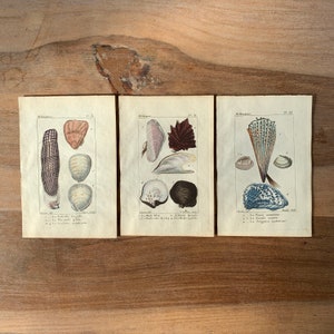 Puede incluir: Tres ilustraciones vintage de conchas marinas. La primera ilustración muestra una concha larga, delgada y rayada con una concha rosa a su lado. La segunda ilustración muestra una concha grande, rosa con un crecimiento frondoso rojo a su lado. La tercera ilustración muestra una concha grande, azul, en forma de abanico con una concha blanca más pequeña a su lado.