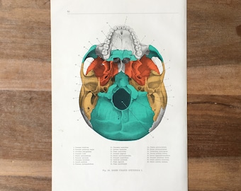1962 Vintage Medical Print, Osteology Print, Human Body Print, Anatomy art print, Human Skull Print, structure bones, skull internal surface