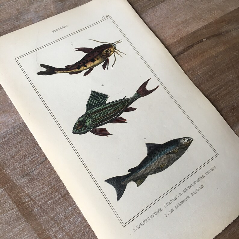 bagrid catfish print Salmon fish underwater world fish decor vintage fish print 1835 Fish engraving Original antique fish print