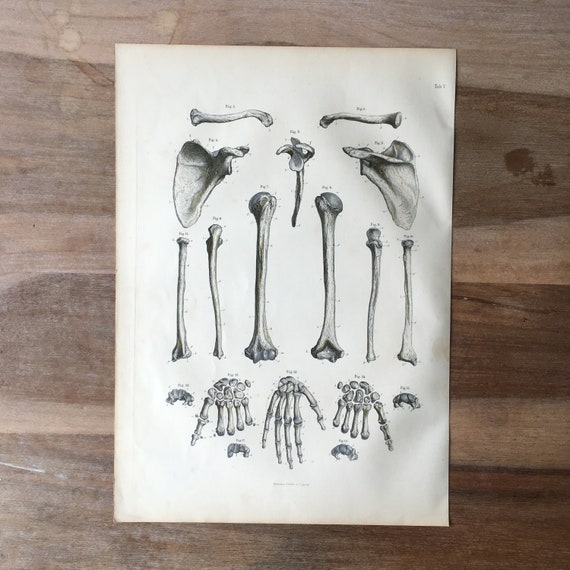 1871 Antique Medical Engraving Human Bones Print spinal column backbone ...