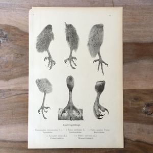 1897 Original Antique Chromolithograph with birds anatomy, Bird legs illustration, Vintage print