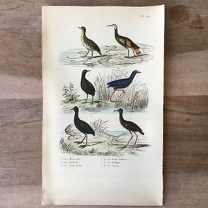 1835 Original Antique Bird Engraving with Little Crake Illustration, Vintage Bird Print