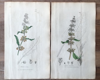 1835 Antique Botanical prints set of 2, Minimalist botanical Engraving, field flowers illustrations