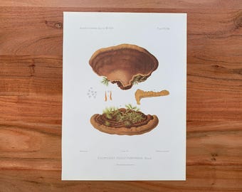Op de afbeelding: Een vintage botanische prent van een paddenstoel, Polyporus Fusco-Purpureus, met gedetailleerde illustraties van de onderdelen. De prent heeft een bruin en beige kleurenpalet, met wetenschappelijke labels en tekst.