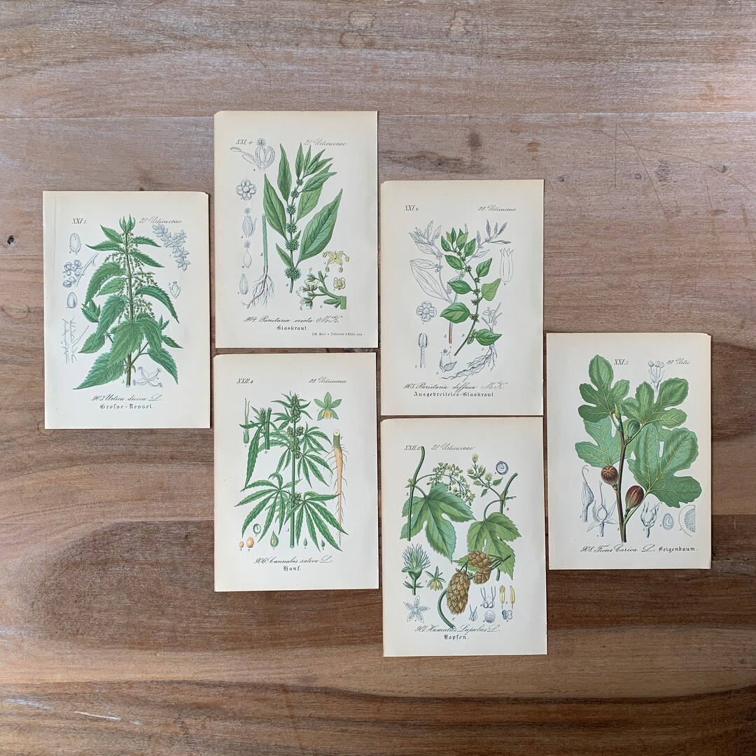 1882 Antique Botanical Lithograph Set of 6 Vintage Medicinal Plants ...