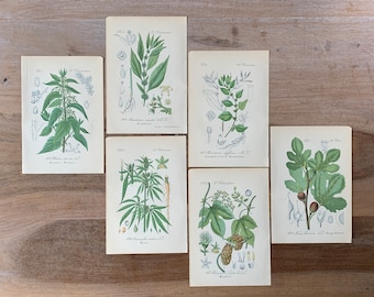 1882 Antikes Botanisches Lithographie-Set von 6 | Vintage Heilpflanzen-Drucke | Minimalistische botanische Illustrationen Wandkunst