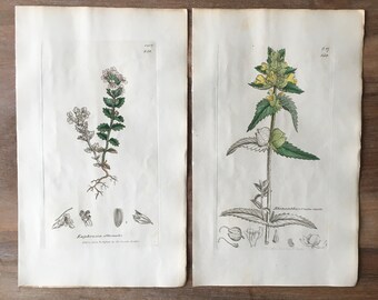 1835 Antike botanische Drucke 2er-Set, minimalistische botanische Gravur, Feldblumen-Illustrationen