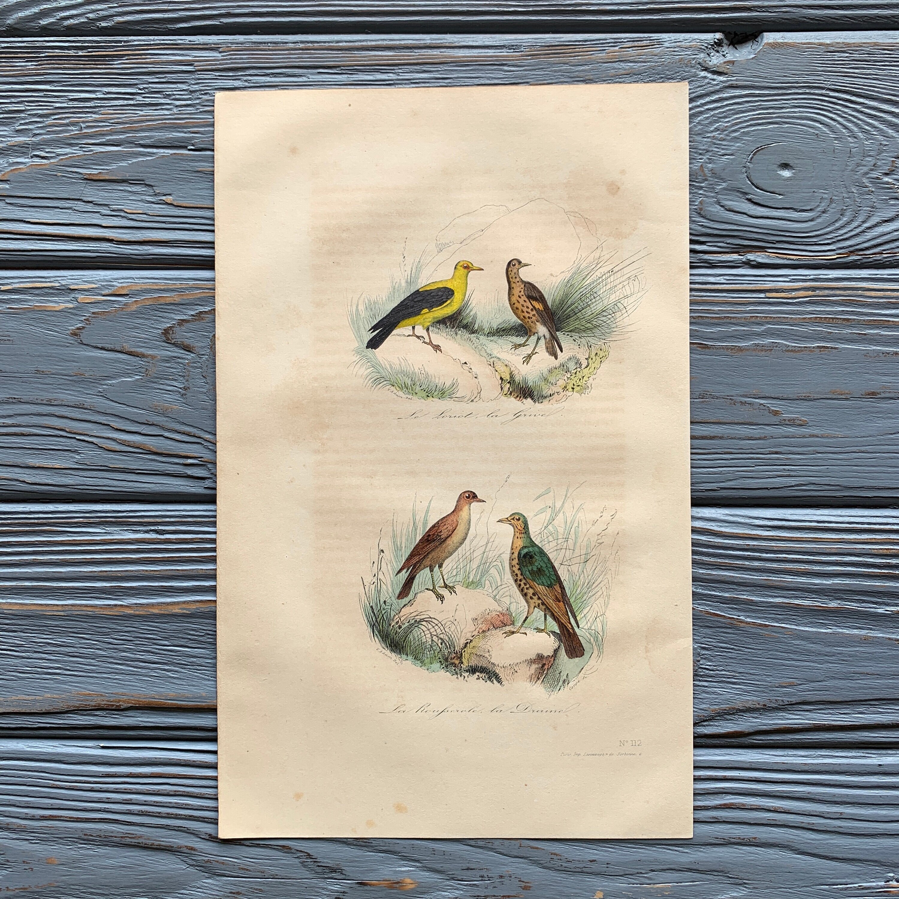1853 Original Antique Bird Engraving With Golden Oriole, Song