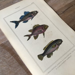 Impression De Poisson Antique Des Annees 10 Castagnole Etsy