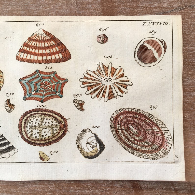 antique clam print Abalone oyster print shellfish print ocean sea life 1802 Clam Engraving Patella snail clam shell mussel print