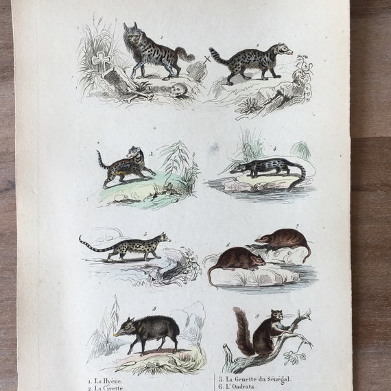 1835 Original Antique Animal Engraving With Hyena, Civet, Muskrat