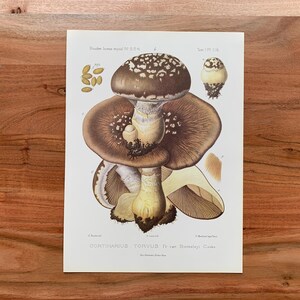 May include: A vintage botanical illustration of a mushroom, featuring detailed drawings of the cap, gills, and stem. The mushroom is brown with white spots, and the illustration includes scientific labels and a cream-colored background.