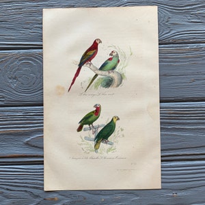 1853 Original Antique bird engraving with green parrot, Ara, Vintage bird illustration, Hand Colored, 6x10 inches