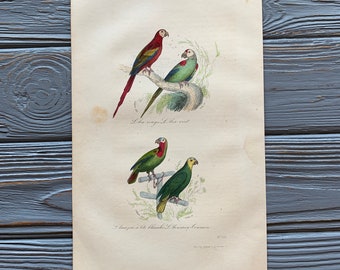 1853 Grabado original de pájaro antiguo con loro verde, Ara, ilustración de pájaro vintage, coloreado a mano, 6x10 pulgadas