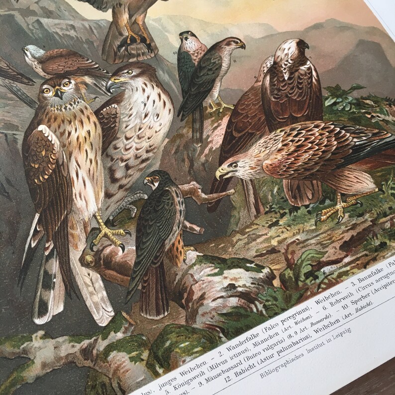 buzzard Antique Bird Print greed hawk Print tree falcon Peregrine falcon German raptor Print 1895 Original Antique Chromolithograph