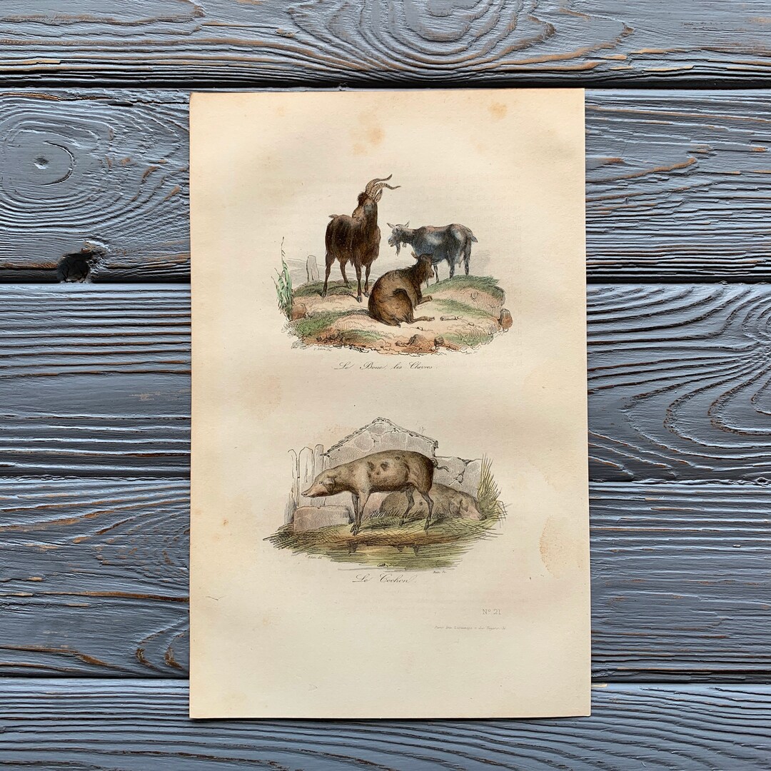 1853 Original Antique Animal Engraving With Goat, Pig, Vintage Animal ...
