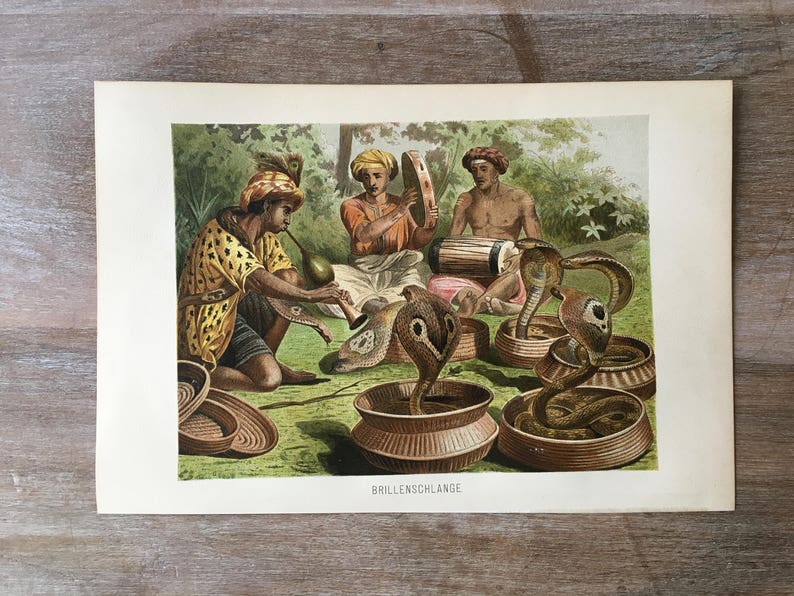Antique cobras print Antique print cobra cobra wall art cobra art print 1892 Original Antique Cobra Chromolithograph