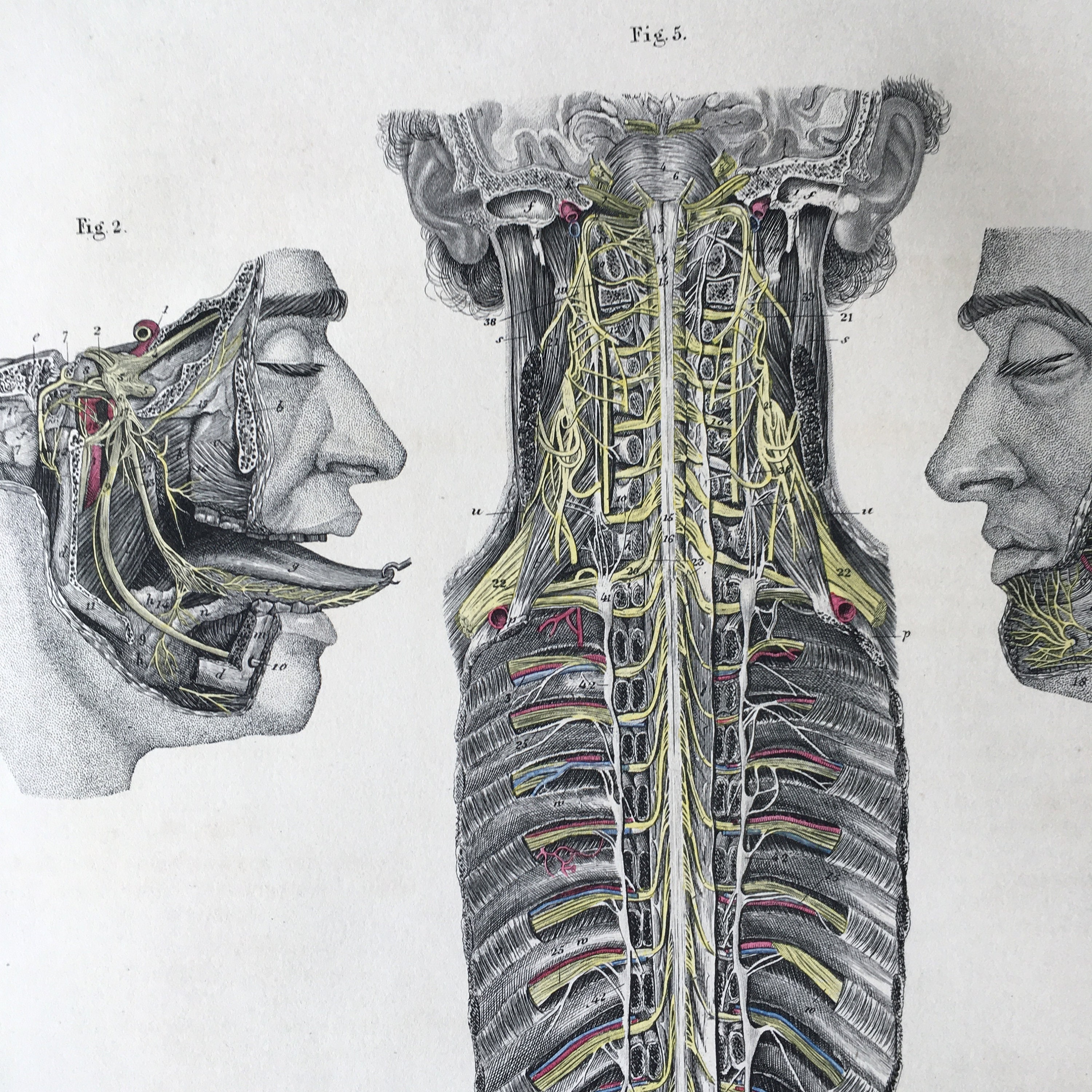 1871 Rare Medical Engraving, Human Brain Structure, Nervous System ...